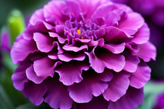 Purple India Marigold Seeds - 25+ Rare Flower Seeds - USA Grown - - Vibrant Blooms - Pest Repellent - Butterfly Garden