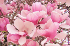 1 'Saucer' Magnolia Sapling | Dormant 6-12" Bare Root Flowering Tree | Pink Spring Blooms