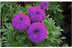 Purple India Marigold Seeds - 25+ Rare Flower Seeds - USA Grown - - Vibrant Blooms - Pest Repellent - Butterfly Garden
