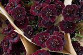 Chocolate Cosmos Seeds - 200 Rare Flower Seeds - USA Grown - - Vanilla Scented - Dark Blooms - Butterfly Attractor