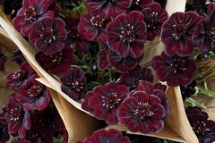 Chocolate Cosmos Seeds - 200 Rare Flower Seeds - USA Grown - - Vanilla Scented - Dark Blooms - Butterfly Attractor