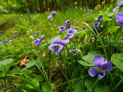 20 Wild Violets Live Plants β Hardy Ground Cover β Viola Sororia Starter Plants β Edible Flowers for Lawn, Shade Garden, or Containers