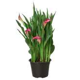 Calla Lily | Elegant Flowering Plant in Multiple Colors | House Plant Shop