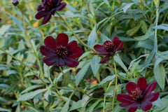 Chocolate Cosmos Seeds - 200 Rare Flower Seeds - USA Grown - - Vanilla Scented - Dark Blooms - Butterfly Attractor