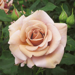 Super Rare Koko Loka Rose Cuttings (3) – Rosa ‘Koko Loco’ | Taupe-Lavender Wedding Rose | Unrooted Cuttings for Rooting or Grafting