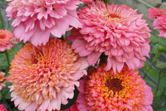 Cupcakes Pink Mix Zinnia Seeds - 100+ Flower Seeds - USA Grown - - Double Blooms - Cut Flowers - Butterfly Garden