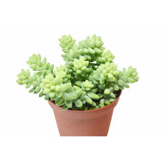 Sedum 'White Stone Crop' Succulent