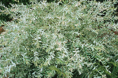 25+ Nishiki Dappled Willow Tree Cuttings (8-10") for Propagation - Fast Growing, Easy to Root in Water or Soil