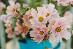 Apricot Lemonade Cosmos Seeds - 200+ Flower Seeds - USA Grown - - Butterfly Attractor - Cut Flowers - Easy to Grow