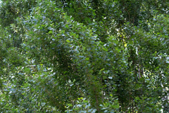 2 Lombardy Poplar Trees Live Cuttings - Rare, Fast-Growing Privacy Trees
