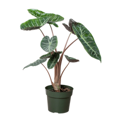 Alocasia Pink Dragon