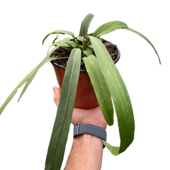 Anthurium 'Vittarifolium' | Rare Tropical Epiphyte with Pendant Leaves | House Plant Shop