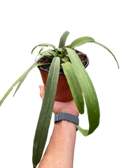 Anthurium 'Vittarifolium' | Rare Tropical Epiphyte with Pendant Leaves | House Plant Shop