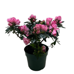 Azalea (Rhododendron)