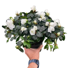 Azalea (Rhododendron)