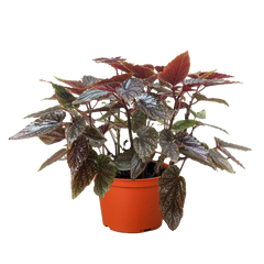 Begonia 'Corallina'