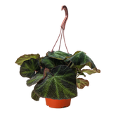 Begonia 'Soli Mutata'