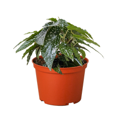 Begonia 'White Ice'