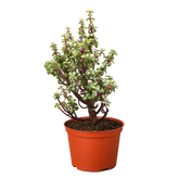 Bonsai Jade Dwarf Rainbow