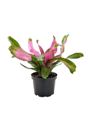 Bromeliad Donna | Pink Flowering Tropical Plant | House Plant Shop