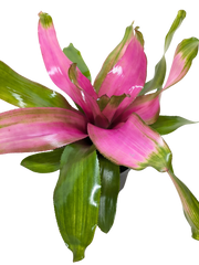 Bromeliad Donna | Pink Flowering Tropical Plant | House Plant Shop