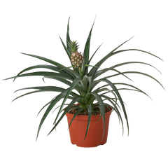 Bromeliad 'Yellow Pineapple' - 6" Pot