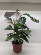 Calathea Princess Dalya | Pink & Purple Prayer Plant | House Plant Shop