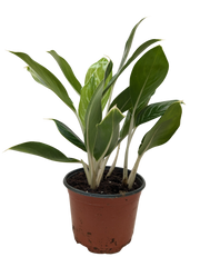 Chinese Evergreen Snow Cap | Low-Light Silver Foliage Plant | House Plant Shop