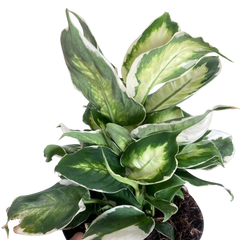 Dieffenbachia 'Cool Beauty'