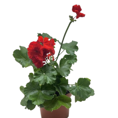 Geranium Red