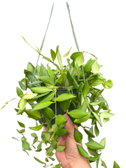 Hoya 'Burtoniae'
