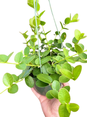 Hoya Cumingiana