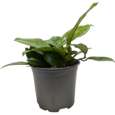 Hoya Fungii