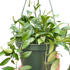 Hoya 'Lacunosa'