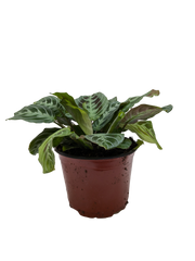 Maranta Black | Black Prayer Plant with Moving Leaves | House Plant Shop