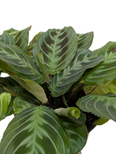 Maranta Black | Black Prayer Plant with Moving Leaves | House Plant Shop