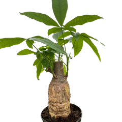 Money Tree 'Guiana Chestnut' Pachira Stump
