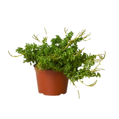 Peperomia 'Axillaris'