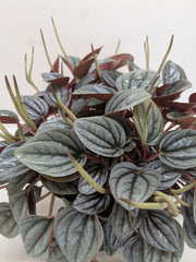 Peperomia San Marino | Easy Care Tabletop Plant | House Plant Shop