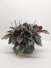 Peperomia San Marino | Easy Care Tabletop Plant | House Plant Shop