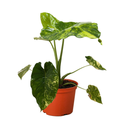 Philodendron Burle Marx Albo