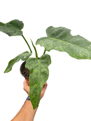 Philodendron 'Golden Dragon'