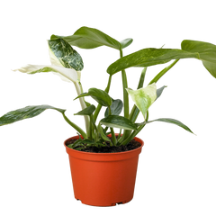 Philodendron Jose Bueno