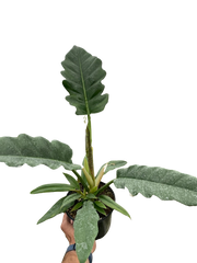 Philodendron 'Jungle Boogie'