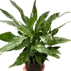 Variegated Spathiphyllum 'Domino'