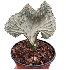 Succulent Euphorbia Lactea Ghost