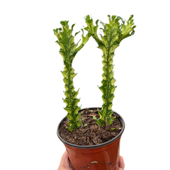 Euphorbia 'Mint Cream'