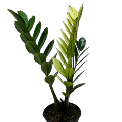 Zamioculcas 'Chameleon'