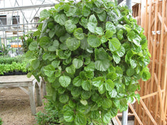 5 Swedish Ivy Cuttings | Esquejes de Millonaria o Planta del Dinero | Plectranthus verticillatus | Easy Houseplant, Fast Growing