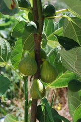 Lattarula Italian Honey Fig Cuttings (Ficus carica) - 2 Unrooted 6–8" | Sweet Green Fig Tree | Easy to Grow Heirloom for Propagation